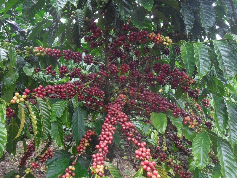  Vùng nguyên liệu cà phê Việt Nam